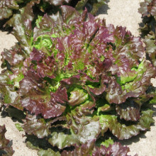 Salata Iceberg-Maravilla de Verano