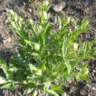 Salvia Off.Albiflora