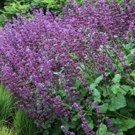 Salvia Verticillata Purple Rain