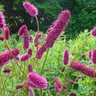 Sanguisorba menziesii