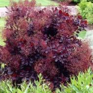 Scumpia-Cotinus cogg.Royal Purple