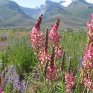 Sparceta-Onobrychis Viciifolia