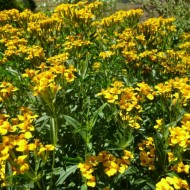 Tarhon Mexican-Tagetes Lucida