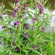 Tataneasa-Symphytum officinale