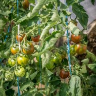 Tomate cherry Black Zebra