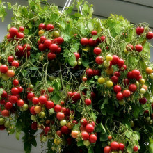 Tomate cherry Gartenperle