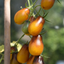 Tomate cherry Indigo Pear Drops