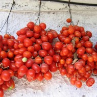 Tomate cherry Principe Borghese
