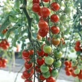 Tomate cherry Supersweet 100 F1