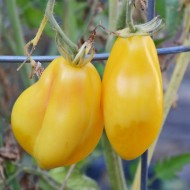 Tomate cherry Tlacolula Yellow