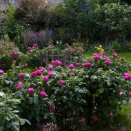 Trandafir de dulceata Rose de Rescht