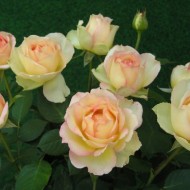 Trandafir Jalitah