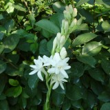 Tuberoze-Polianthes tuberosa