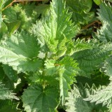 Urzica-Urtica dioica