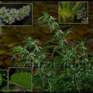 Urzica-Urtica dioica