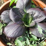 Varza chinezeasca Pak Choi Rubi F1