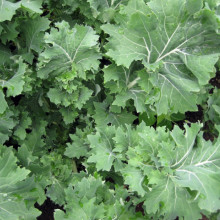 Varza Siberian Kale