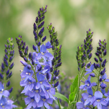 Veronica Teucrium Royal Blue