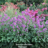 Vindecea-Stachys officinalis
