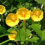 Zorele-Ipomoea Hederifolia var. Lutea
