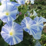Zorele-Ipomoea tricolor Flying Saucers