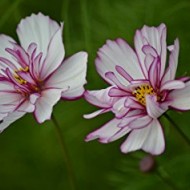 Cosmos bipinnatus Fizzy Rose Picotee