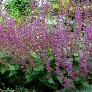 Salvia Verticillata Purple Rain