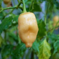 Ardei iute Aji Peach Fantasy