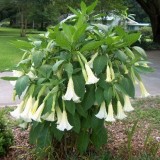 Brugmansia suaveolens White