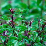 Busuiocul anason-Thai basil