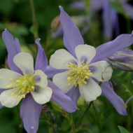 Caldarusa-Aquilegia Caerulea Blue Star