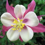 Caldarusa-Aquilegia Caerulea Rose Queen