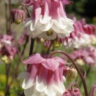 Caldarusa-Aquilegia vulgaris Pink Petticoat
