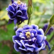 Caldarusa-Aquilegia vulgaris Winki double blue & white