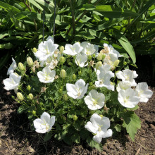 Campanula Carpatica white