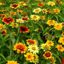 Carciumareasa Mexicana-Zinnia Haageana