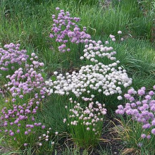 Ceapă de tuns-Chives