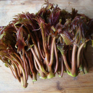 Cedru Chinezesc-Toona Sinensis