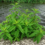 Cervana-Lycopus Europaeus
