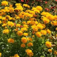 ﻿Coreopsis grandiflora Early Sunrise