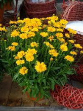 Coreopsis grandiflora Early Sunrise