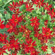 Coreopsis Tinctoria Mahogany Midget