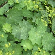 Creţişoara-Alchemilla Vulgaris