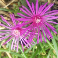 Delosperma Cooperi-Floarea de cristal