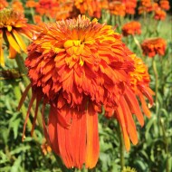 Echinacea Intermezzo