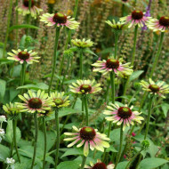 Echinaceea Purpurea Green Twister