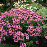 Echinaceea purpurea