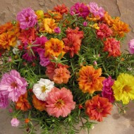 Flori de piatra-Portulaca Grandiflora