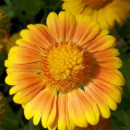 Gaillardia Aristata African Sunset