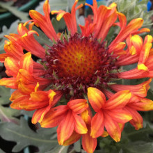 Gaillardia Fanfare Blaze